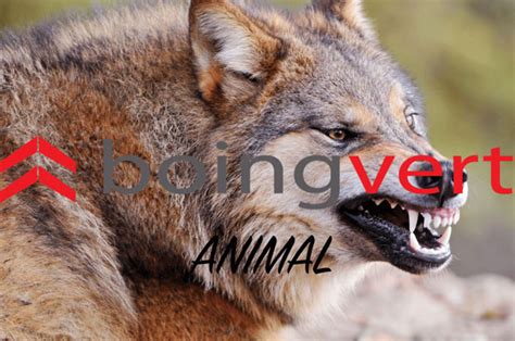 BoingVERT ANIMAL.